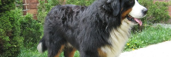 Berneński pies pasterski