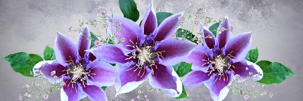 Kwiaty, Clematis, Powojnik, Grafika 2D, Tło