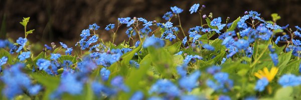 Kwiatki, Niebieskie, Ułudka Wiosenna