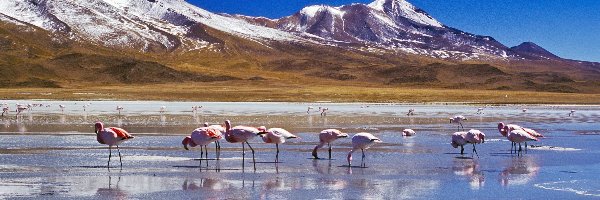 Flamingi, Góry, Rzeka, Szczyty, Ośnieżone
