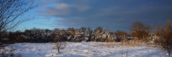 Drzewa, Śnieg, Zima