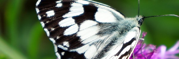 Owad, Motyl, Siedzący, Szachownica, Polowiec