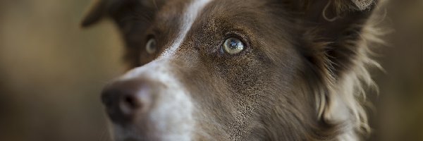 Głowa, Border collie, Pies