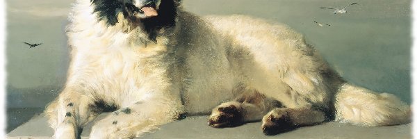 mewy, Landseer