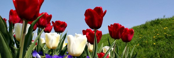 Kwiaty, Tulipany