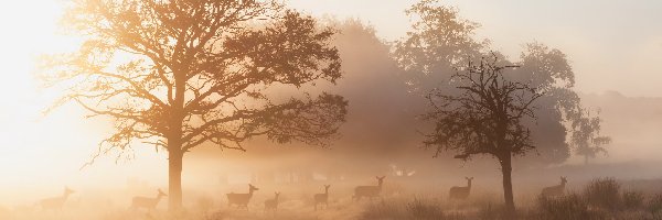 Wschód Słońca, Mgła, Sarny