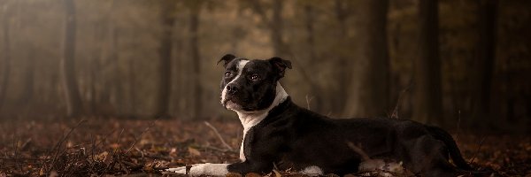 Pies, Las, Amstaff, Liście, Jesienne