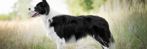 Trawa, Border collie, Pies