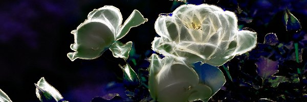 Fractalius, Róże, Białe