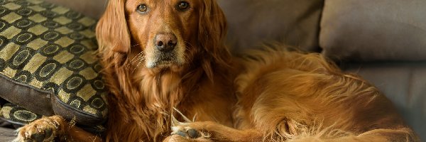 Kanapa, Golden retriever, Pies