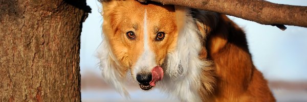 Border Collie, Drzewo, Język, Pies