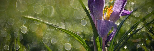 Bokeh, Krokus