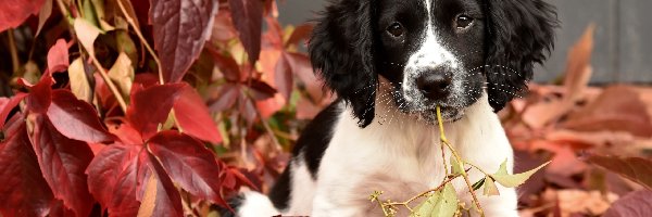 Liście, Szczeniak, Springer spaniel angielski