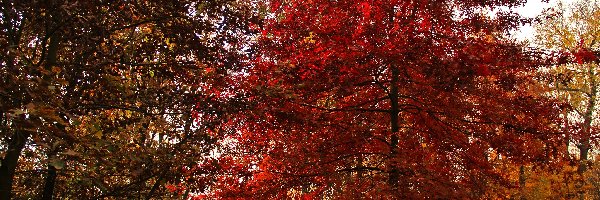 Ogród, Czerwone, Drzewa, Jesień, Liście