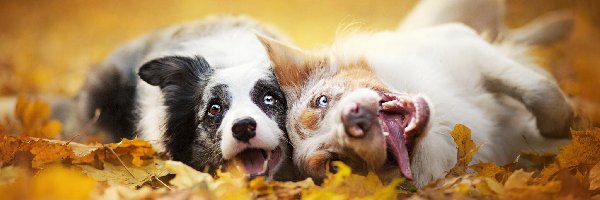 Liście, Border collie, Psy