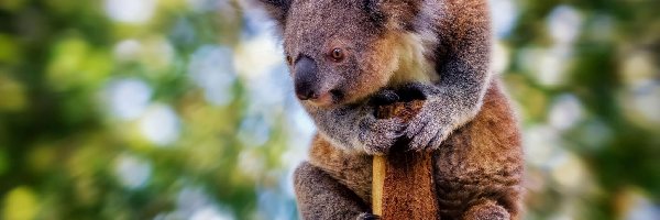 Drzewo, Koala