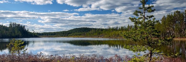 Drzewa, Jezioro Grästjärnen, Szwecja