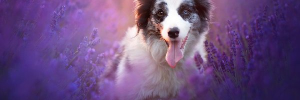 Lawenda, Border collie