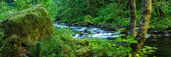 Las, Kanion Columbia River Gorge, Strumień wodospadu Wahclella, Rzeka, Oregon, Stany Zjednoczone