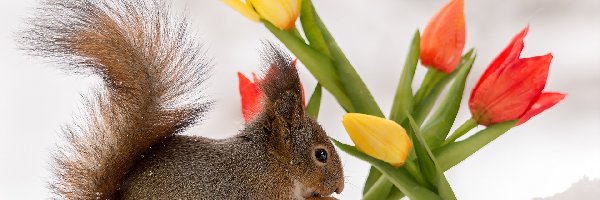 Śnieg, Wiewiórka, Tulipany