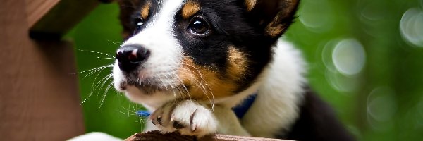 Jack Russell terrier, Szczeniak, Pies