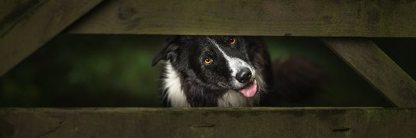 Ogrodzenie, Border collie, Pies