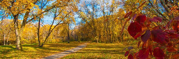 Park, Droga, Drzewa, Jesień