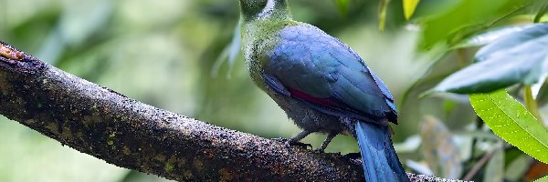 Ptak, Liście, Gałąz, Turaco