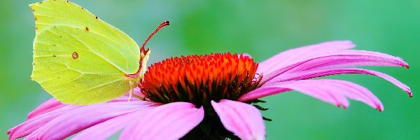 Gerbera, Cytrynek, Motyl