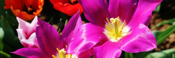 Pręciki, Tulipany, Kolorowe