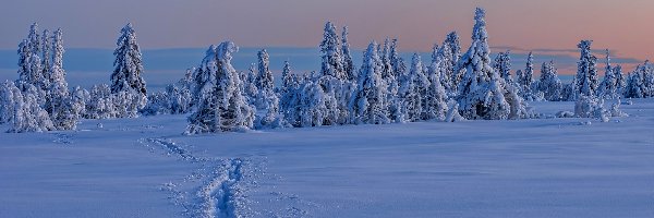 Wydeptana, Drzewa, Śnieg, Ścieżka, Ośnieżone, Zima