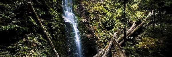 Stany Zjednoczone, Park stanowy Big Basin Redwoods State Park, Kalifornia, Drzewa, Wodospad Berry Creek Falls