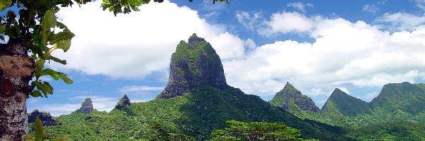 Moorea, Trawa, Drzewa, Francja