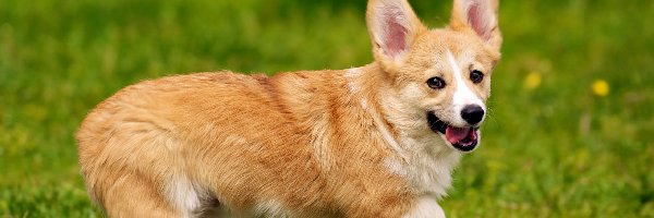 Piłeczka, Welsh corgi pembroke