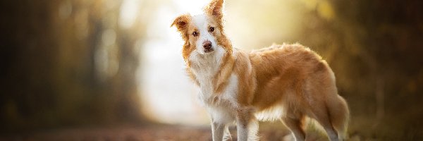 Border collie, Biszkoptowo-biały, Pies