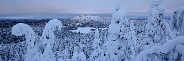 Rezerwat, Finlandia, Góry, Śnieg, Laponia, Valtavaara, Drzewa, Zima