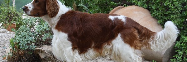 kaktus, Springer spaniel walijski