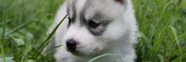 Szczeniak, Siberian Husky