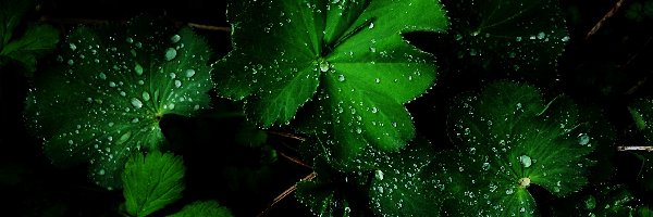 Liście, Deszczu, Krople, Zielone