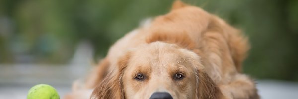 Golden retriever, Piłeczka, Mordka, Pies