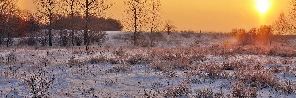 Wschód Słońca, Drzewa, Śnieg, Zima
