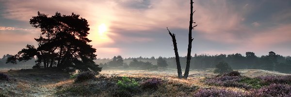 Mgła, Wrzosowisko, Wschód słońca, Drzewa, Park Narodowy Drents-Friese Wold, Holandia