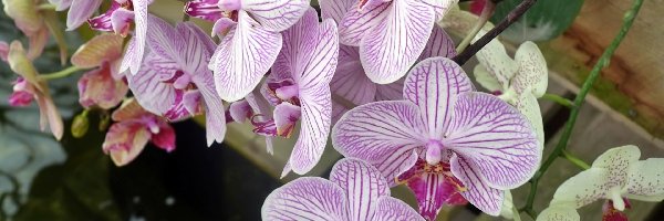 Woda, Orchidea