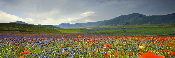 Łąka, Lato, Góry Apeniny, Umbria, Włochy, Chabry, Maki, Płaskowyż Piano Grande, Kwiaty