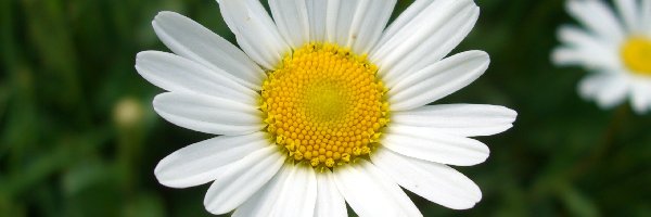 Margerytka