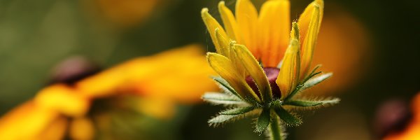 Pąk, Kwiat, Żółty, Rudbekia