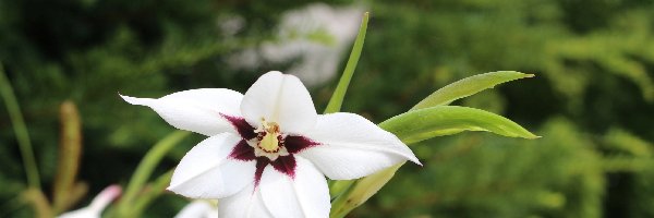 Acidanthera, Kwiat, Biały