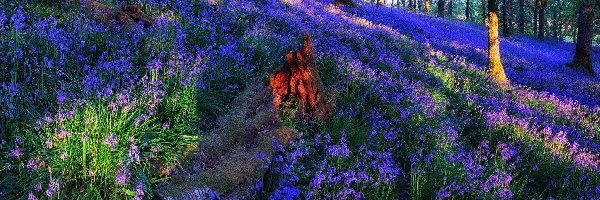 Dzwonki, Polana, Kwiaty, Przebijające światło Łąka, Las Trossachs, Szkocja