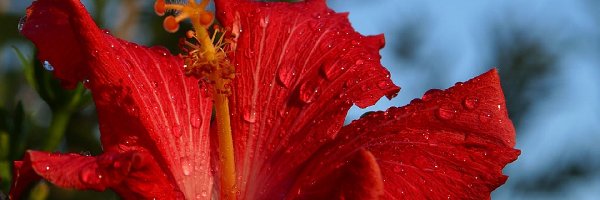 Hibiskus, Czerwony