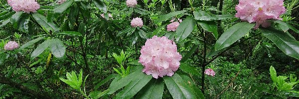 Las, Rododendron